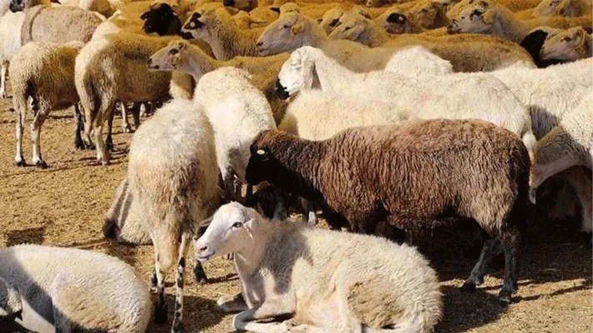 Şanlıurfa’da 1330 küçükbaş satılacak!